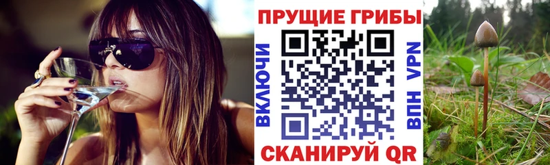 Галлюциногенные грибы Psilocybine cubensis  Межгорье 